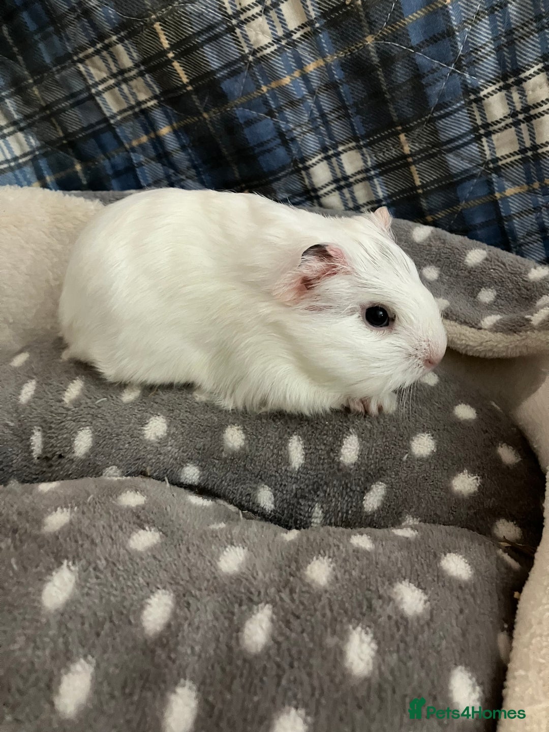 Guinea Pig rodents for sale: Lots of lovely baby boys  - Advert 4