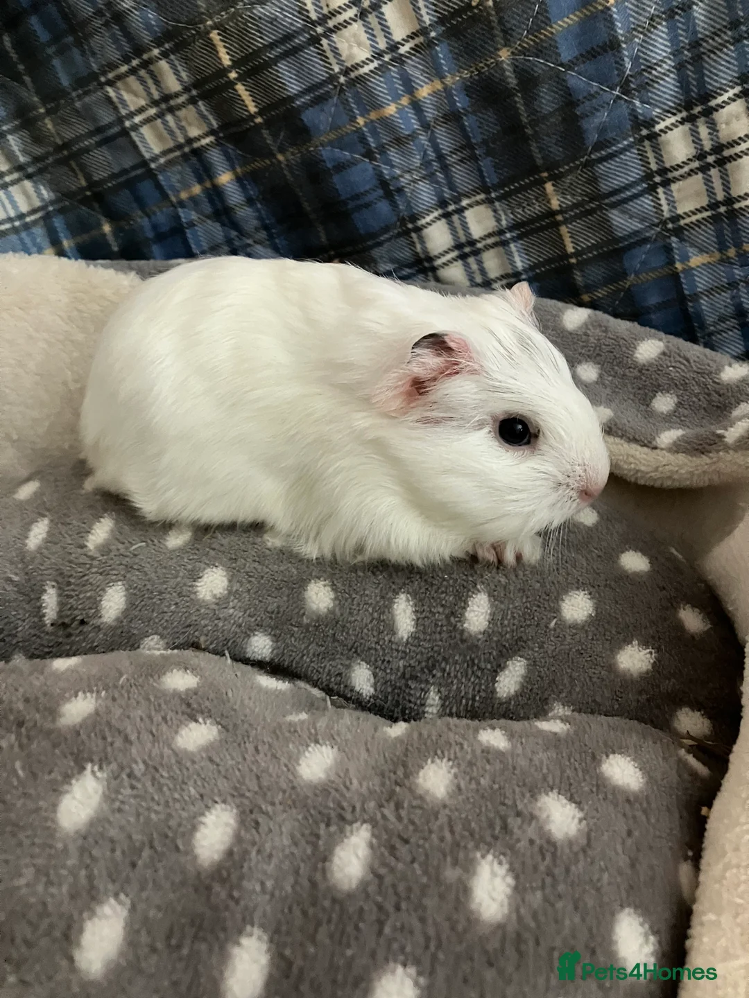 Guinea Pig rodents for sale: Lots of lovely baby boys  - Advert 13