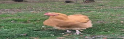 Chickens poultry for sale: Buff Orpington Cockerel - Advert 3