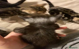 Mixed Breed cats for sale: 11 beautiful kittens - Image 2