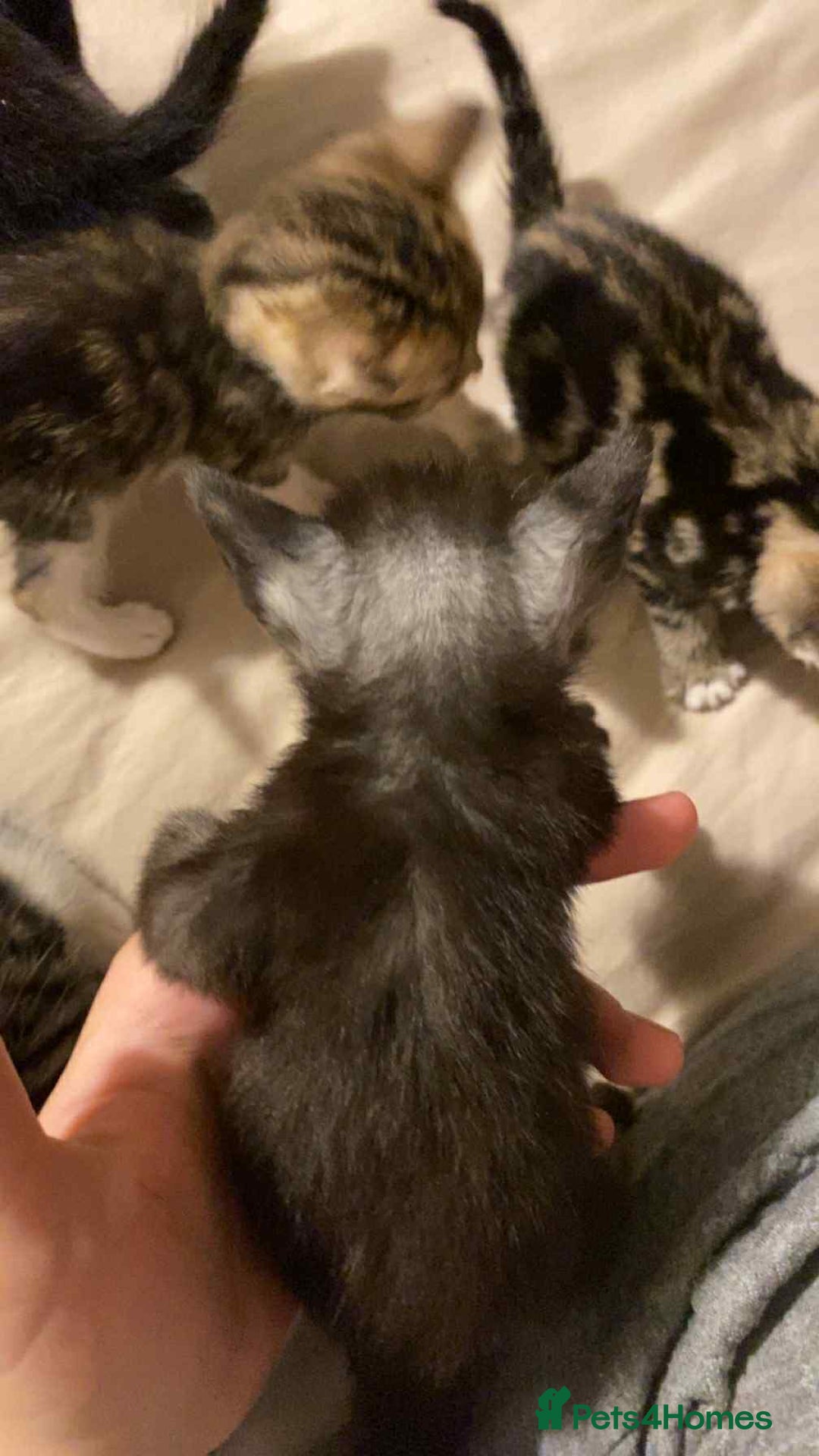 Mixed Breed cats for sale: 11 beautiful kittens - Image 2