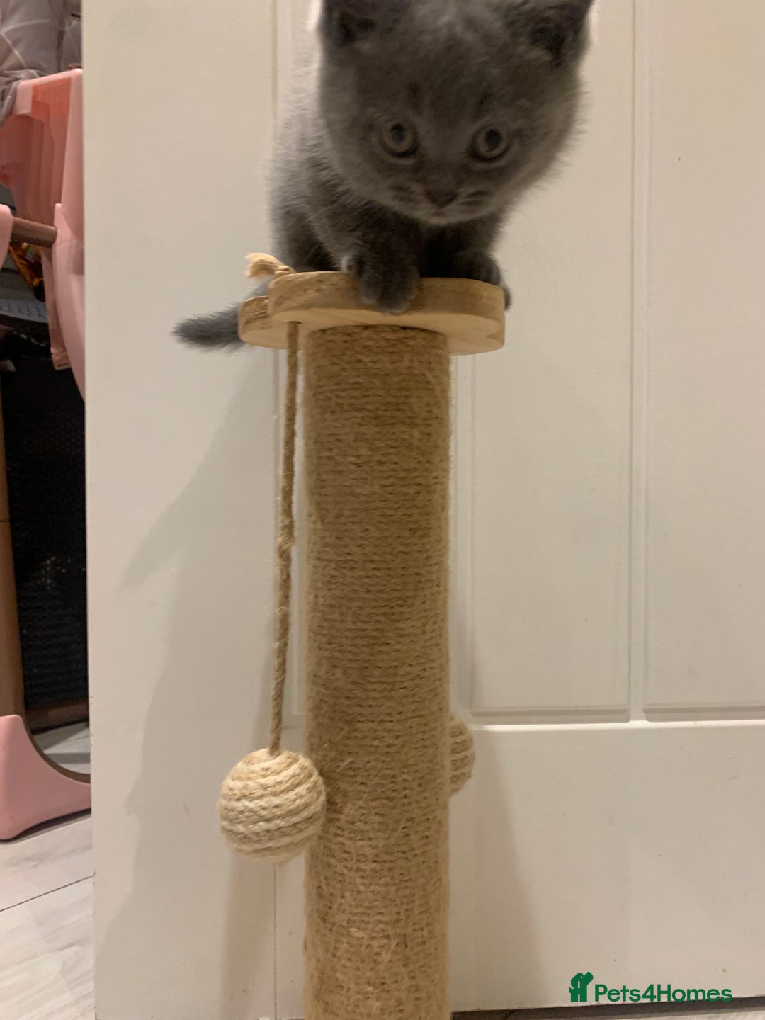 British Shorthair cats for sale: British shorthair - Advert 17