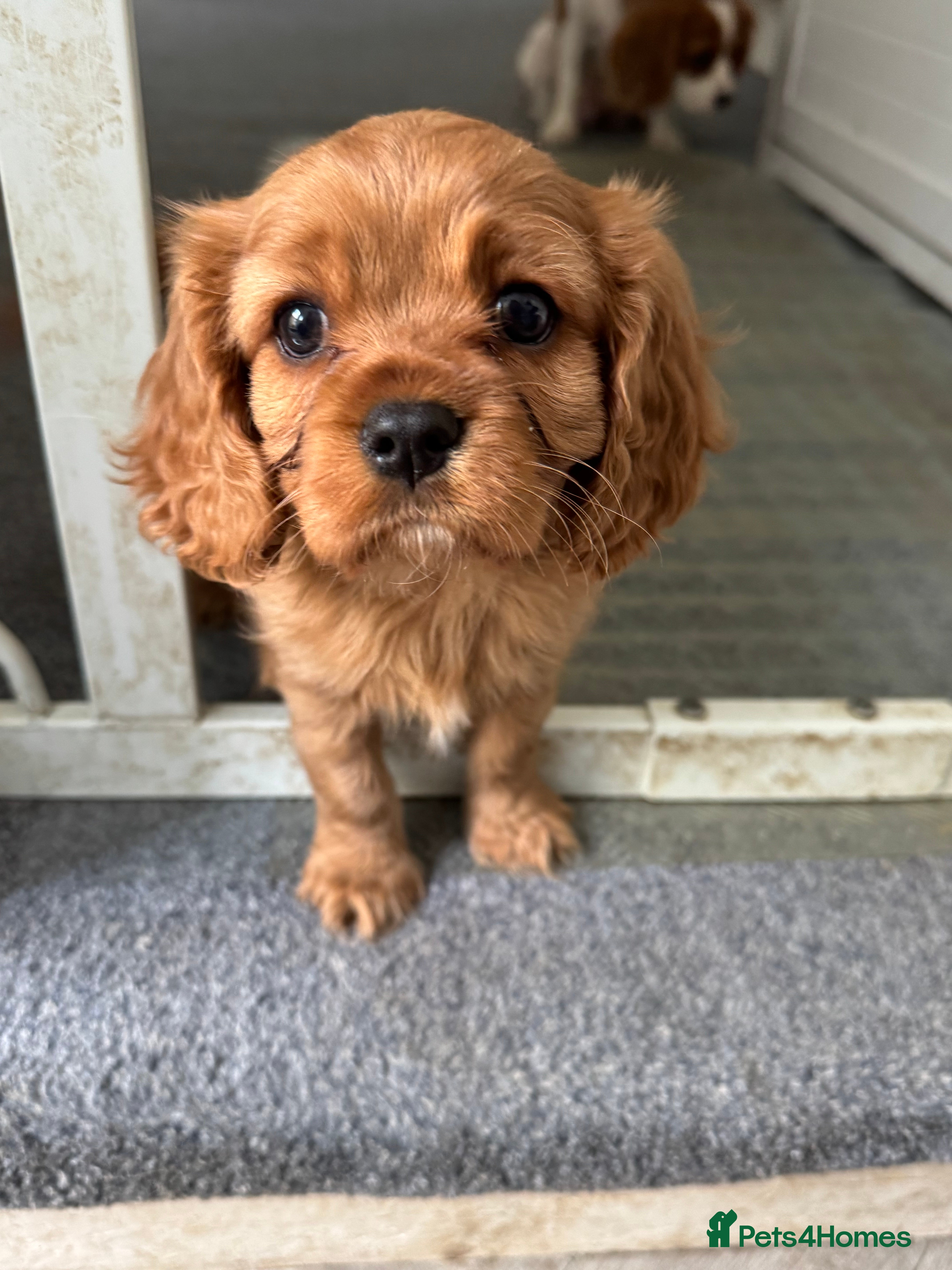 Cavalier King Charles Spaniel dogs Male King Charles Cavalier Puppies 🩵💙 - Advert 14