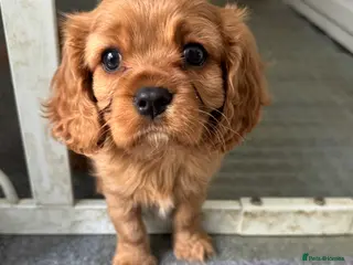 Cavalier King Charles Spaniel dogs Male King Charles Cavalier Puppies 🩵💙 - Advert 14