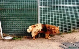 Mixed Breed dogs for adoption: MONTY & DAISY an example of Resilience &Friendship - Image 21