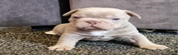 French Bulldog dogs for sale: Stunning dwkc merle french bulldogs  - Advert 22