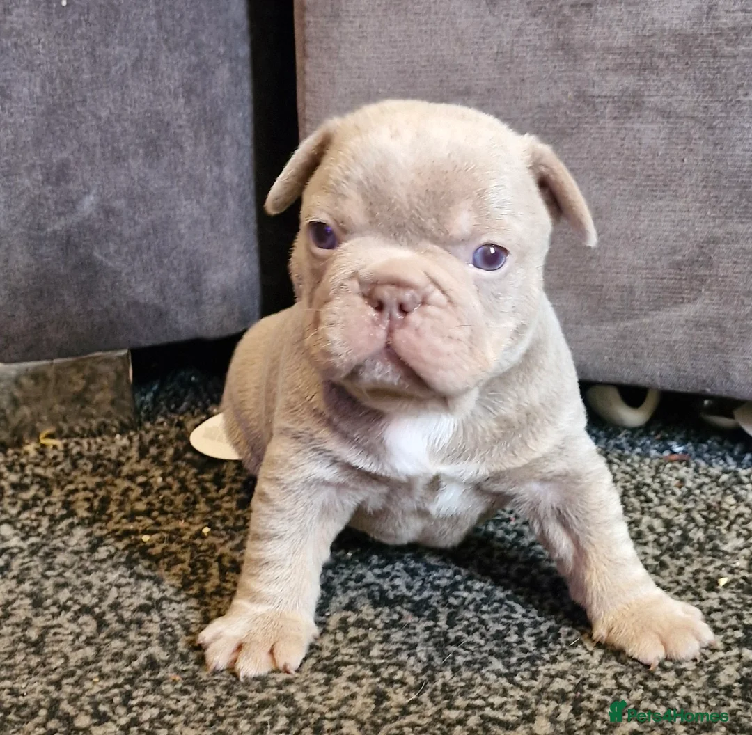 French Bulldog dogs for sale: Stunning dwkc merle french bulldogs  - Advert 22