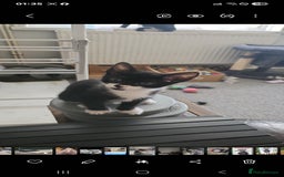 Mixed Breed cats for sale: Kittens  - Image 12