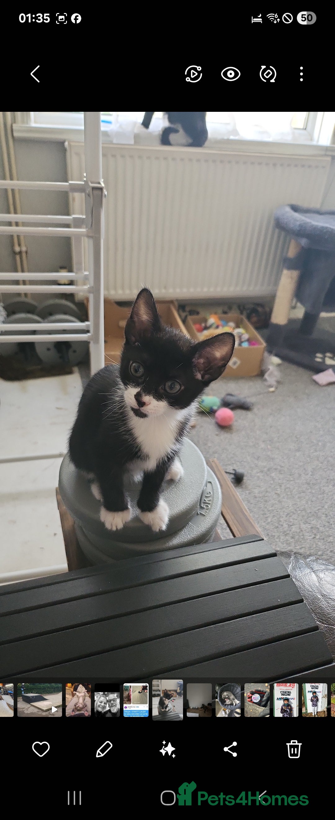 Mixed Breed cats for sale: Kittens  - Image 12