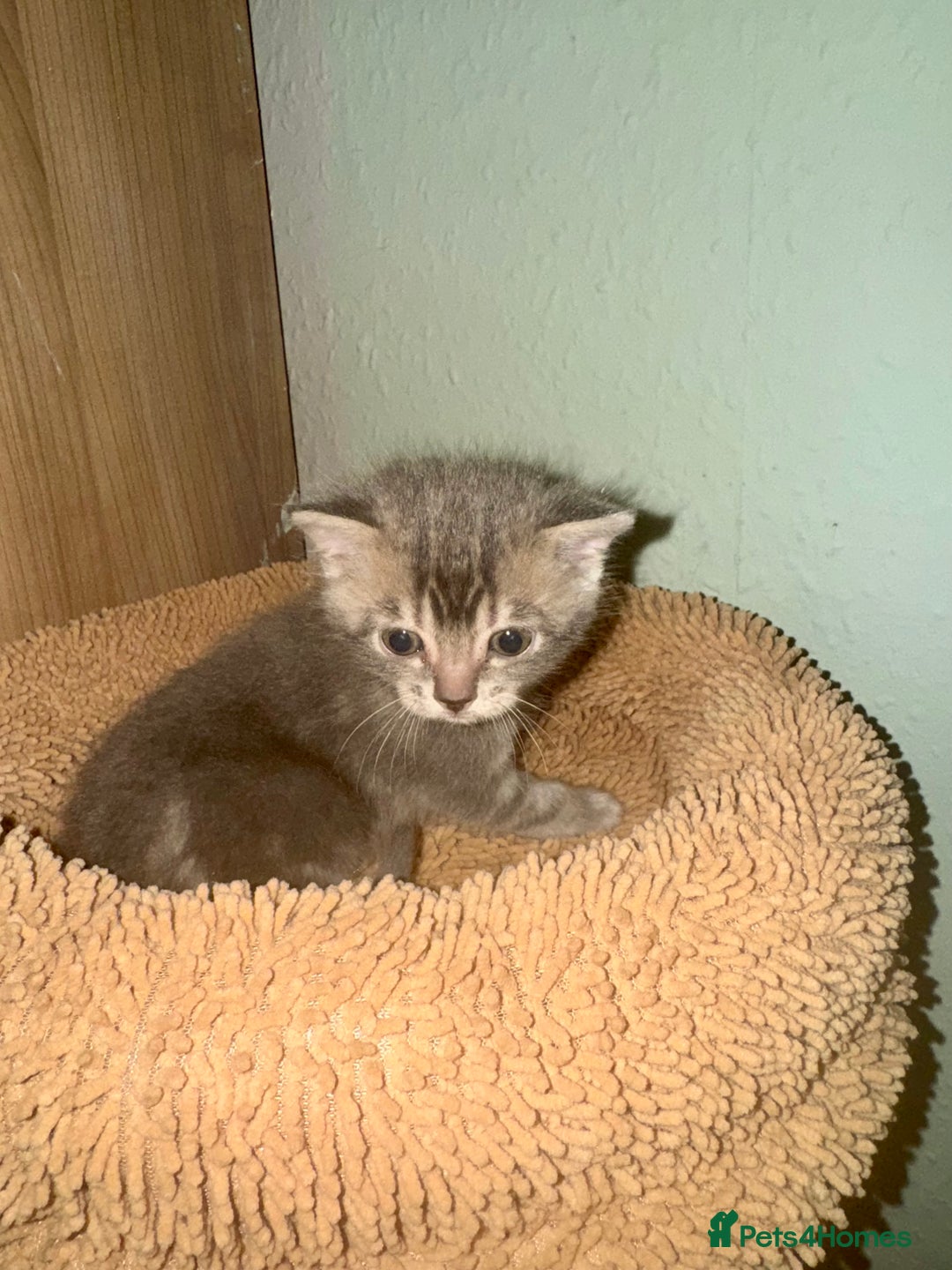 Bengal cats for sale: 3/4 bengal 1/4BSH - Advert 12