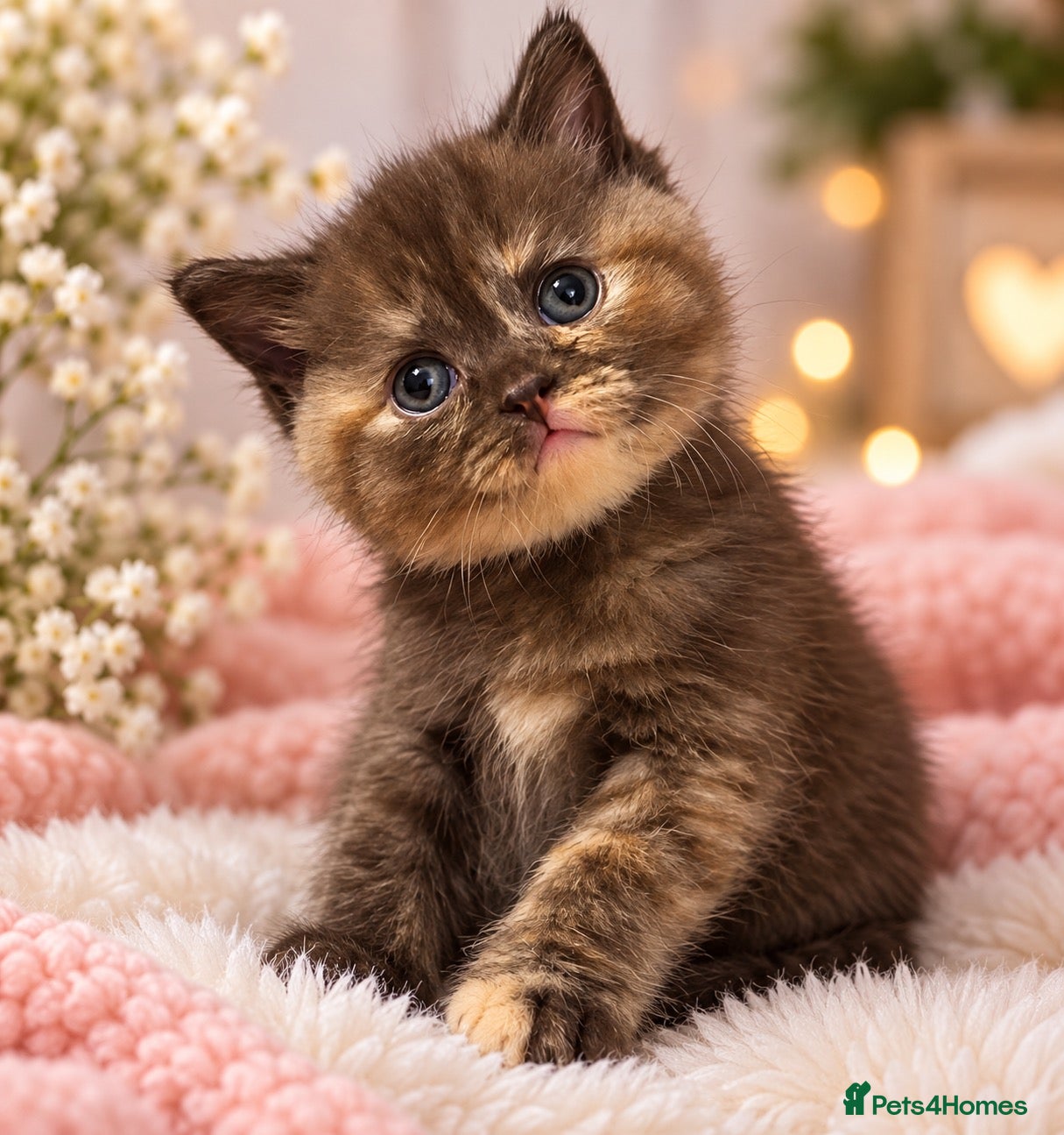 British Shorthair cats British shorthair kittens looking new home ❤️❤️❤️ - Advert 1