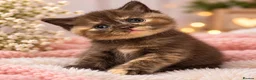 British Shorthair cats for sale: British shorthair kittens looking new home ❤️❤️❤️ - Advert 1
