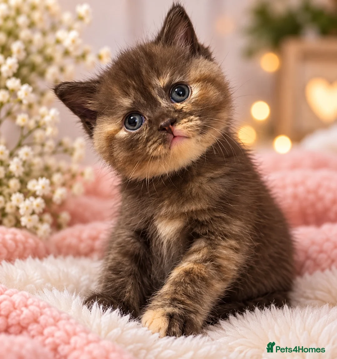British Shorthair cats for sale: British shorthair kittens looking new home ❤️❤️❤️ - Advert 1