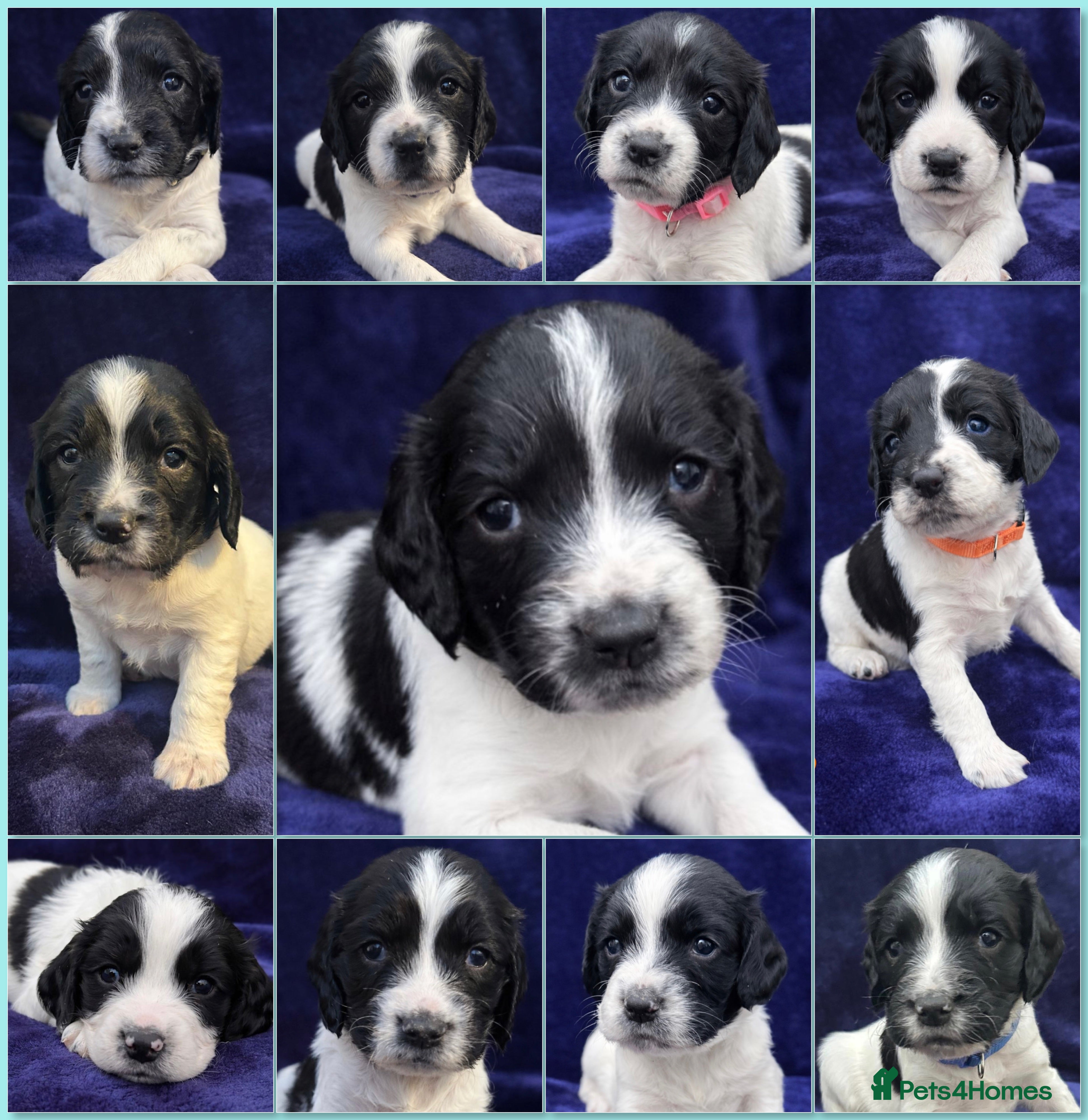 English Springer Spaniel dogs KC Registered Working Springer Spaniel Puppies  - Advert 7
