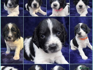 English Springer Spaniel dogs KC Registered Working Springer Spaniel Puppies - Advert 7