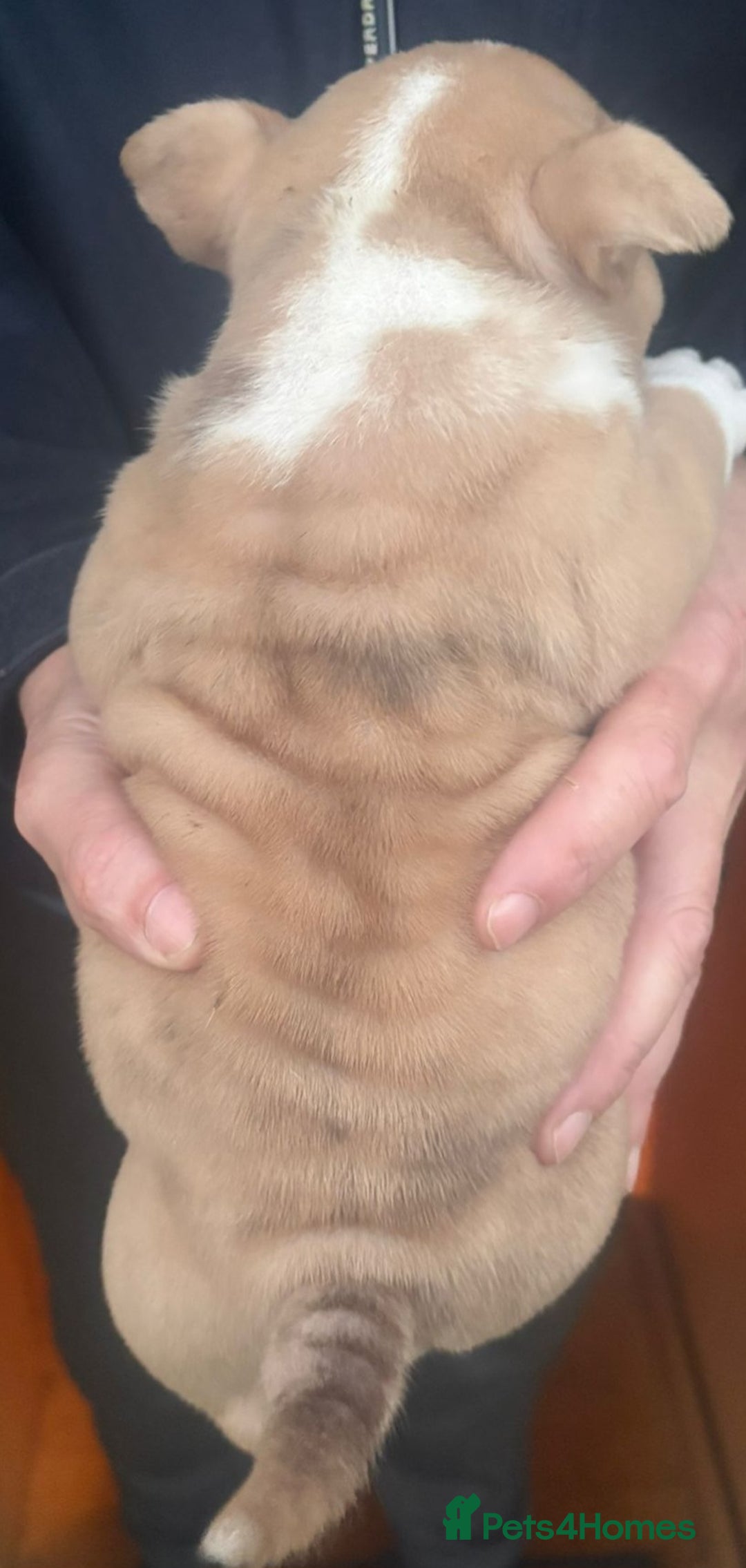 American Bully dogs for sale: x2 American Bully Puppies (Male) - Advert 8