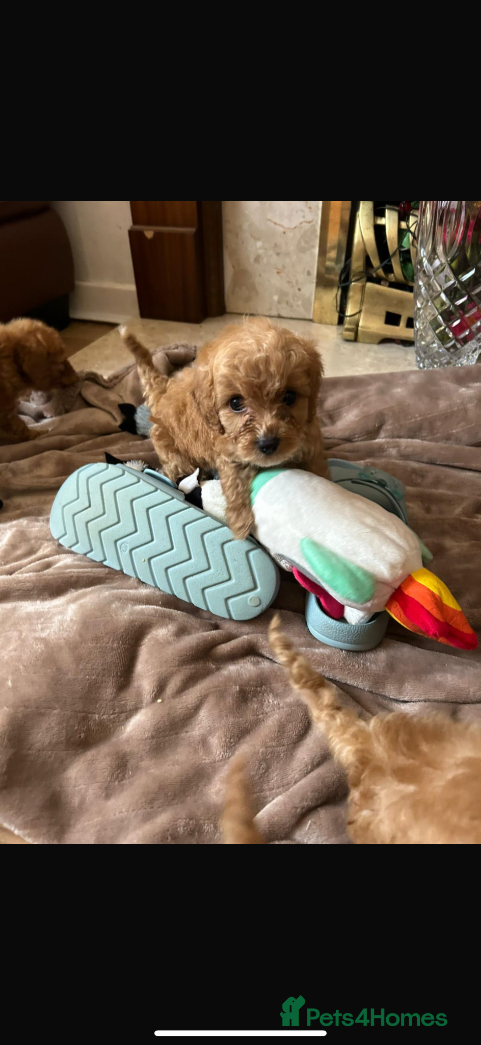 Cockapoo dogs for sale: Cockapoo puppies in Aberdeen - Advert 9