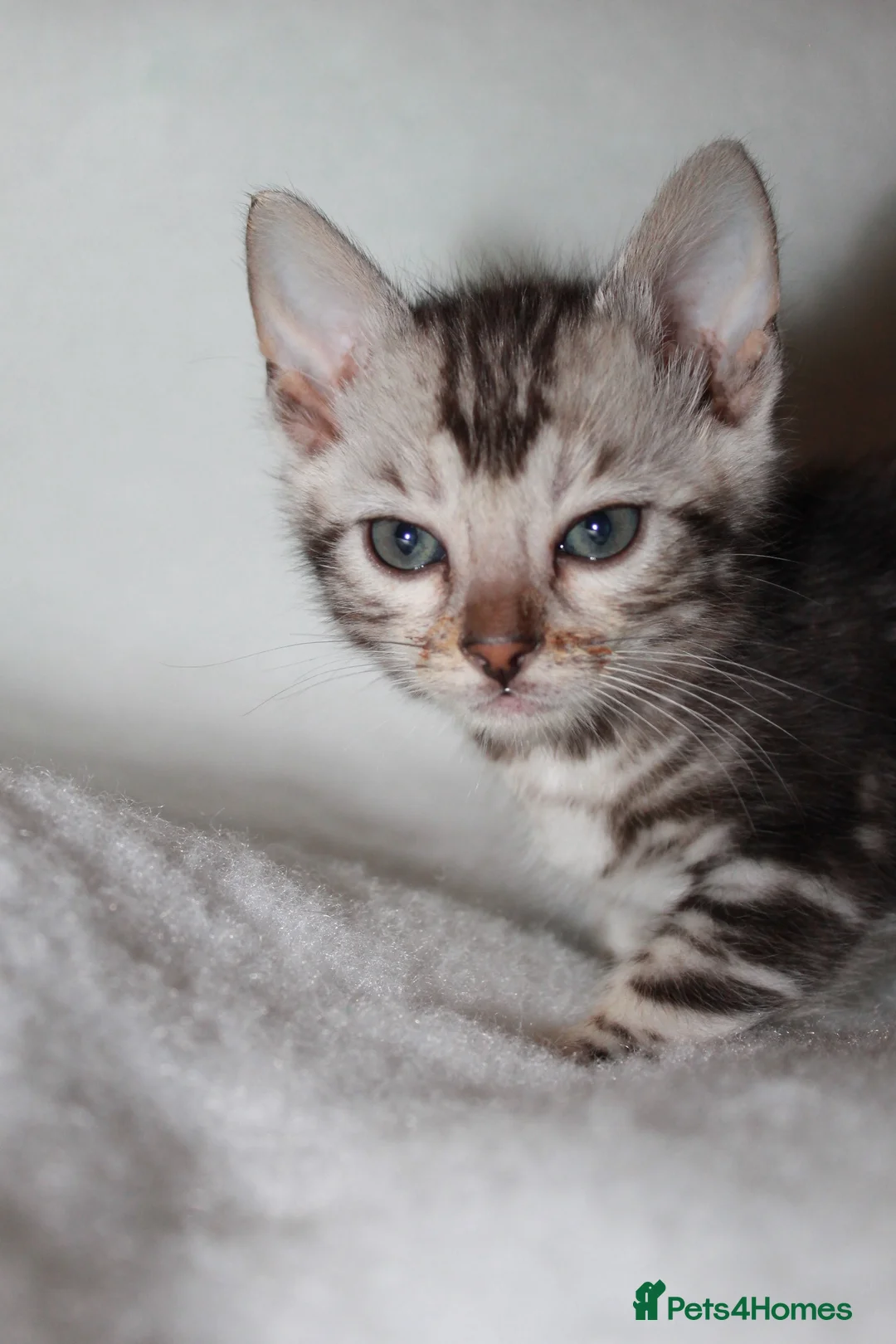 Bengal cats for sale: BEAUTIFUL BENGAL KITTENS FOR SALE- READY 03/04/26 - Advert 16