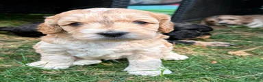 Cockapoo 1
