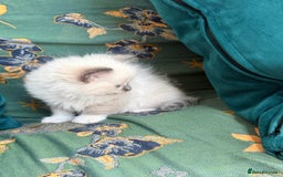 Ragdoll cats for sale: Ragdoll Kitten  - Image 4