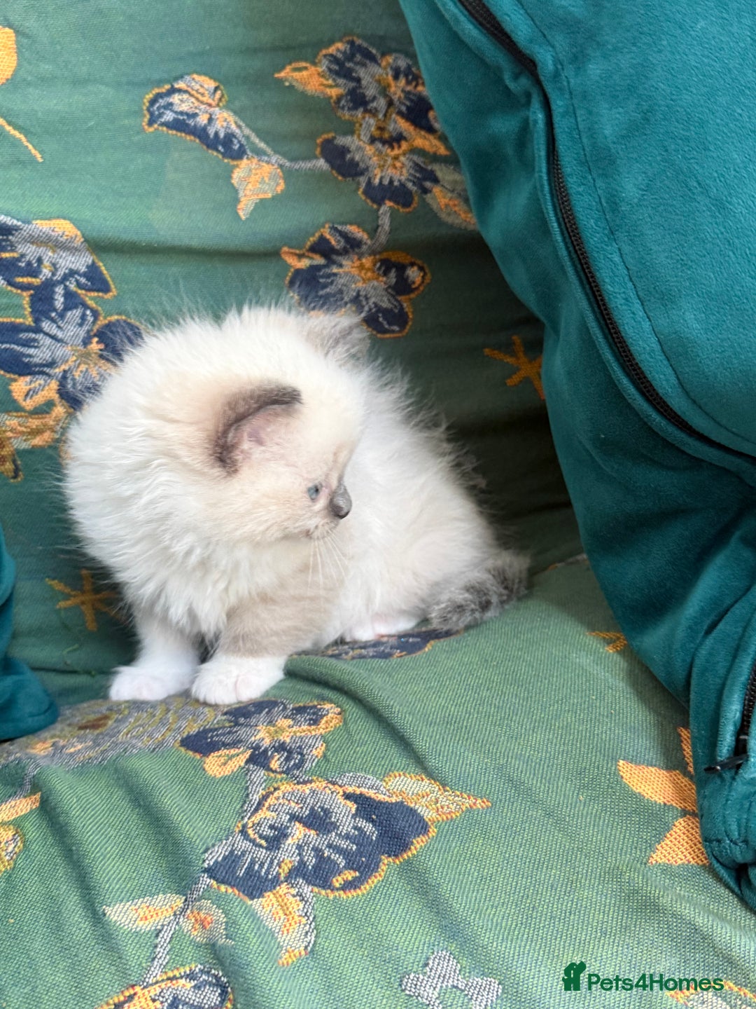 Ragdoll cats for sale: Ragdoll Kitten  - Image 4