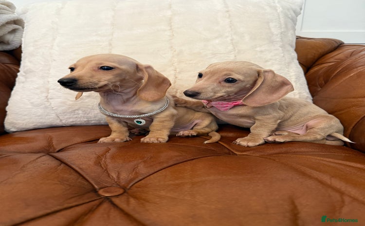 Miniature Dachshund dogs - Advert 4
