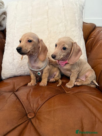Miniature Dachshund dogs - Advert 16
