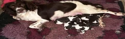 English Springer Spaniel dogs for sale: Stunning working springers  in Solihull - Advert 3