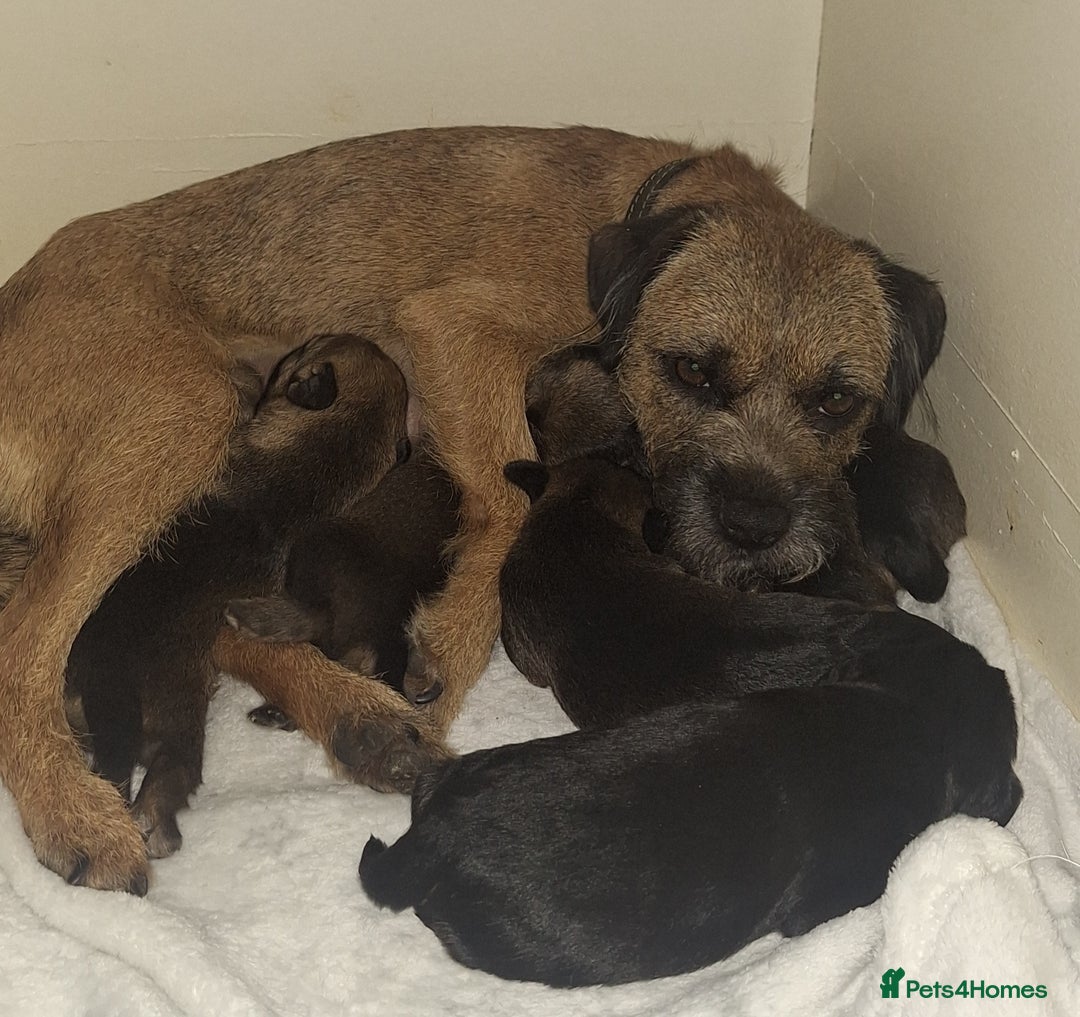 Border Terrier dogs for sale: Border Terrier Puppies - Advert 3