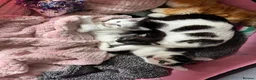 Domestic Shorthair cats for sale: Female tabby cat  in Ripley - Advert 2