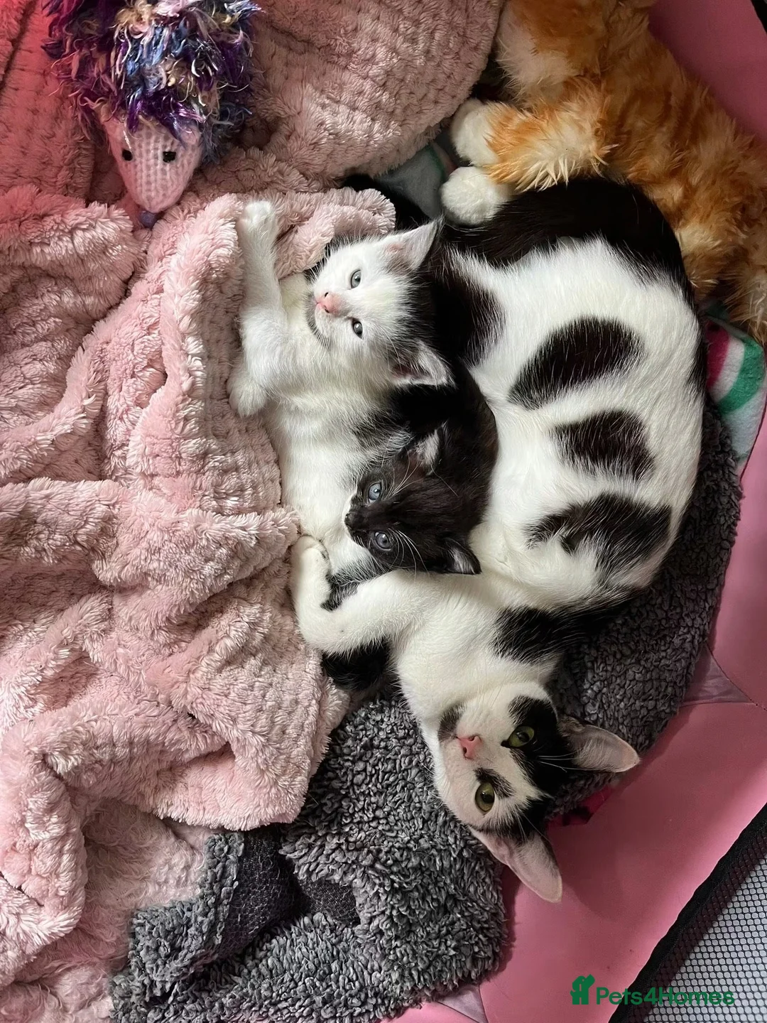 Domestic Shorthair cats for sale: Female tabby cat  in Ripley - Advert 2