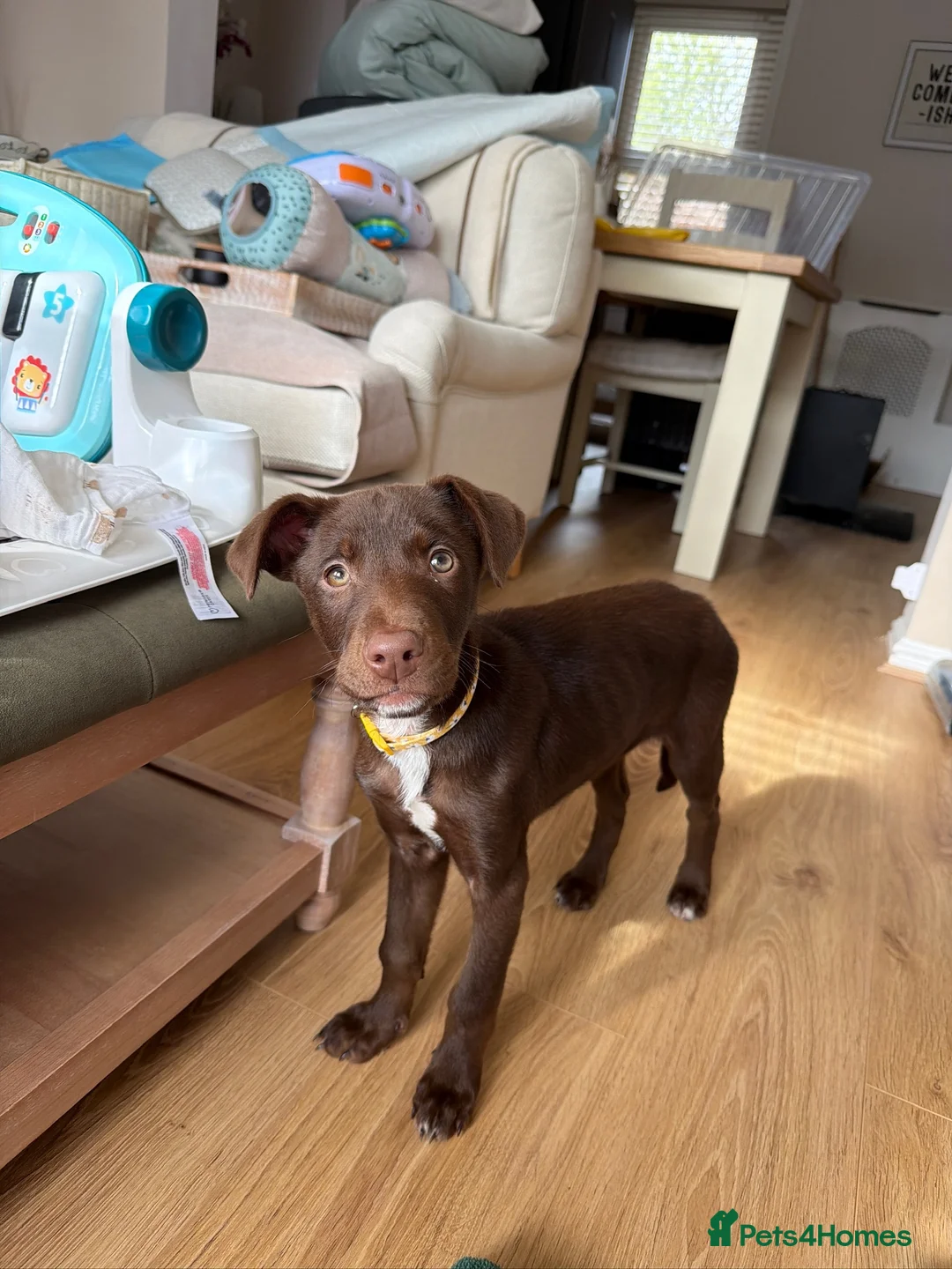 Mixed Breed dogs for sale: Doberman collie cross female  - Advert 1