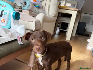 Mixed Breed dogs Doberman collie cross female - Advert 1