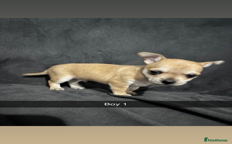 Chorkie dogs For sale  - Advert 1