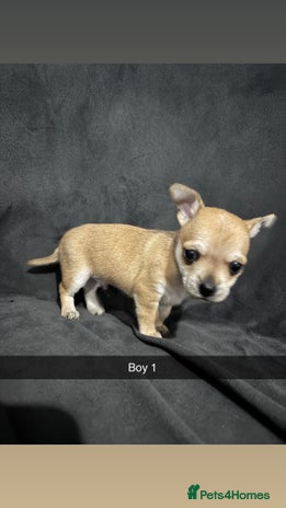 Chorkie dogs For sale - Advert 1