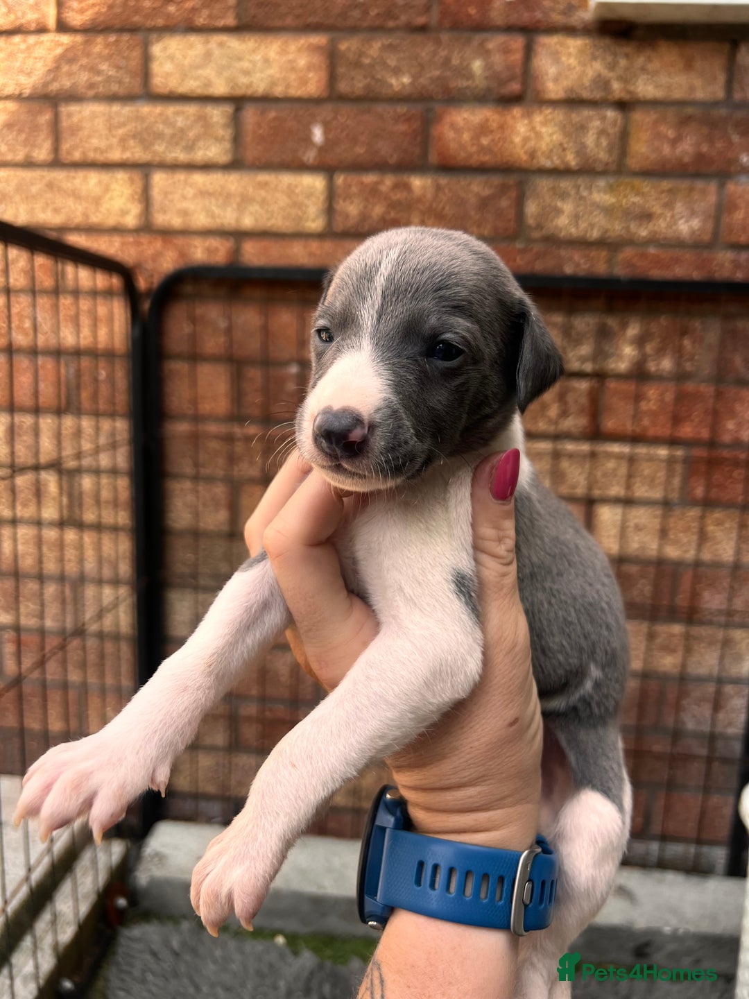 Whippet dogs for sale: Kc registered.Whippets. - Image 29