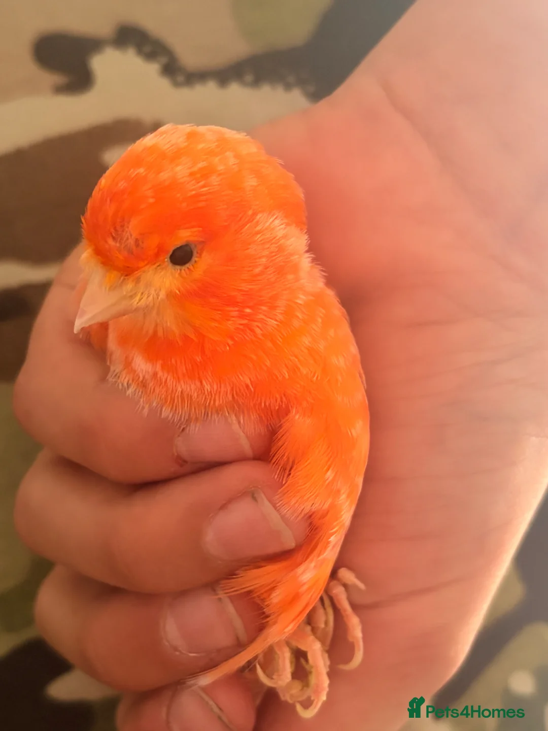 Canaries birds for sale: Lovely orange female canary in Cheadle - Advert 2