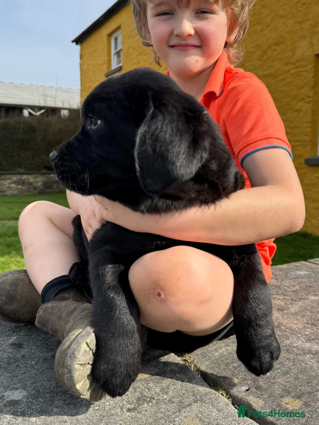 Labrador Retriever dogs for sale: Super chunky and cuddly babies - Advert 2