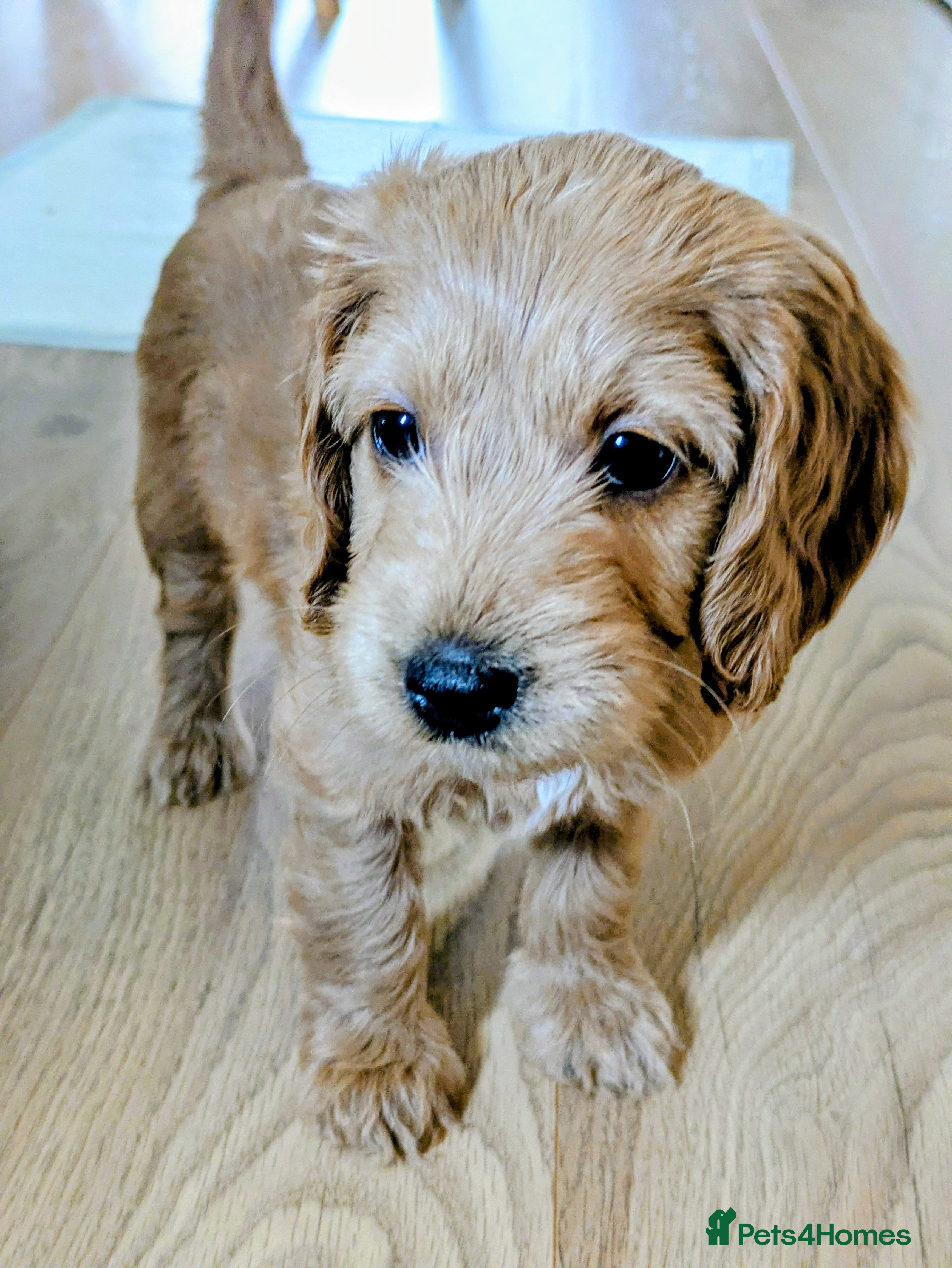 Cockapoo dogs Outstanding F1B DNA checked Cockerpoo puppies .  - Advert 14