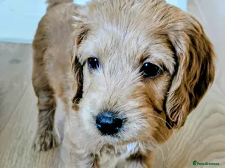 Cockapoo dogs Outstanding F1B DNA checked Cockerpoo puppies . - Advert 14
