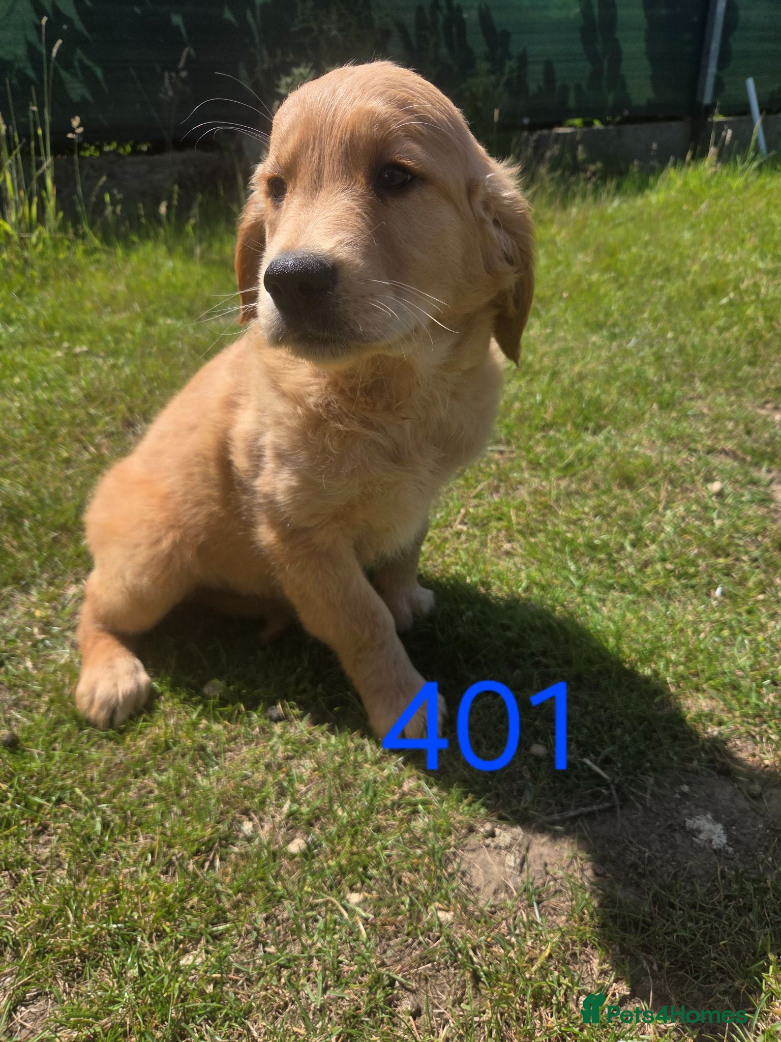 Golden Retriever dogs 🐶 Beautiful dark working golden retriever pups 🐶 - Advert 1
