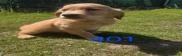 Golden Retriever dogs for sale: 🐶 Beautiful dark working golden retriever pups 🐶 - Advert 1