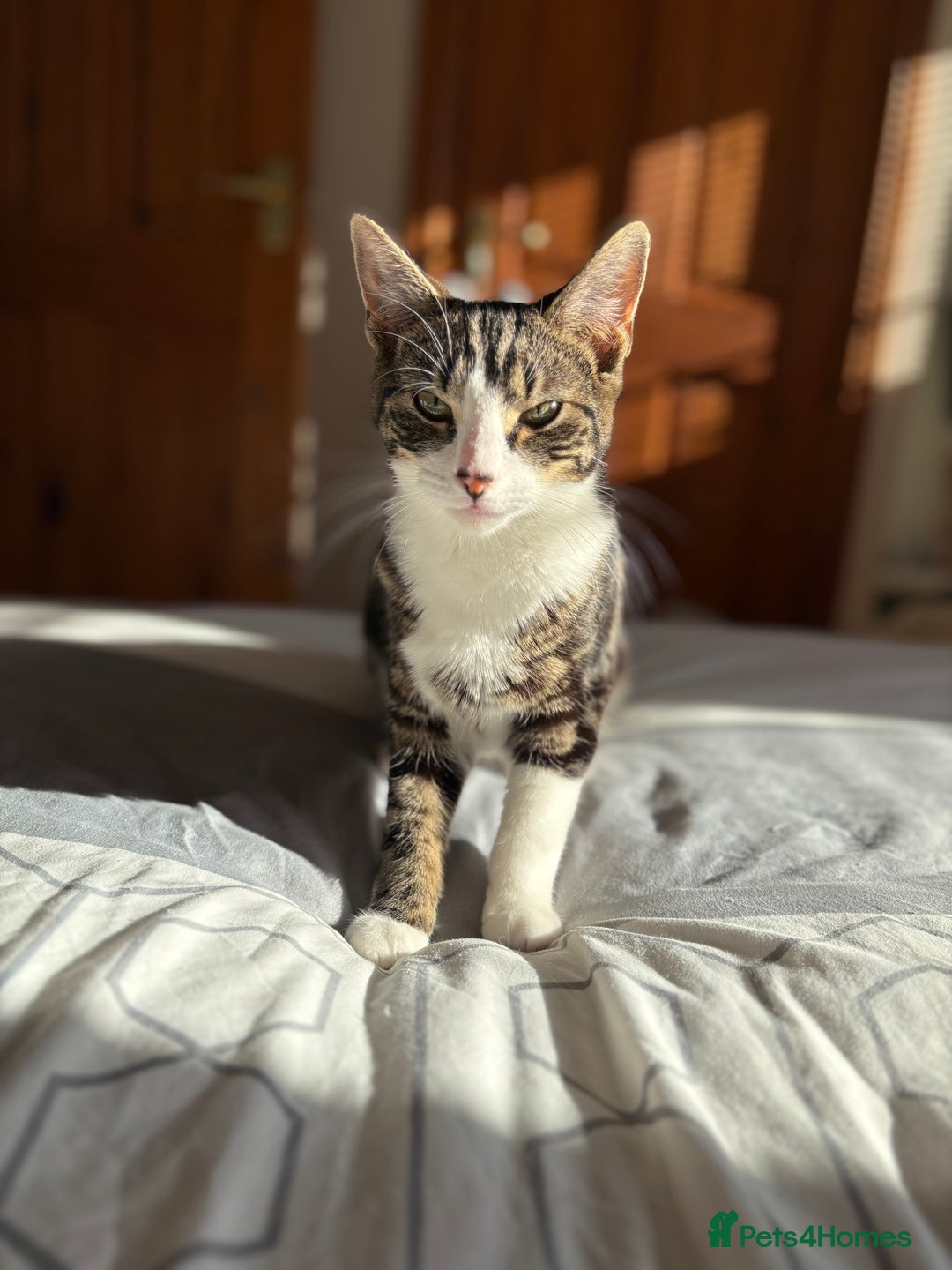 Mixed Breed cats for sale: 3 young cats/kitten - Image 6