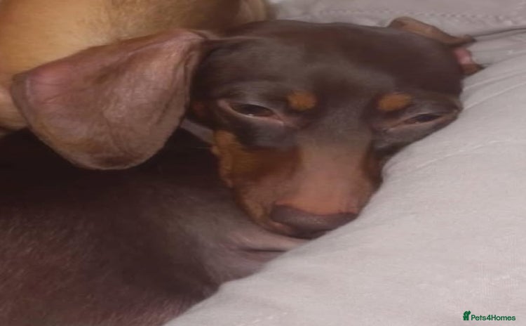 Dachshund dogs - Advert 6