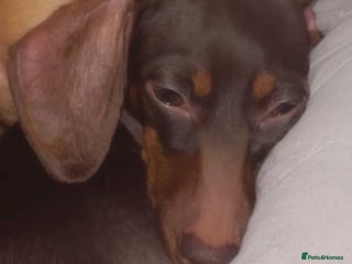 Dachshund dogs - Advert 7