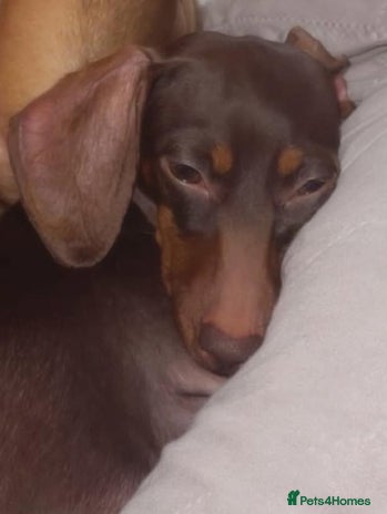 Dachshund dogs - Advert 1