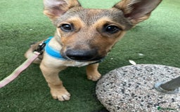 Mixed Breed dogs for sale: Belgian Malinois Puppy - Image 3