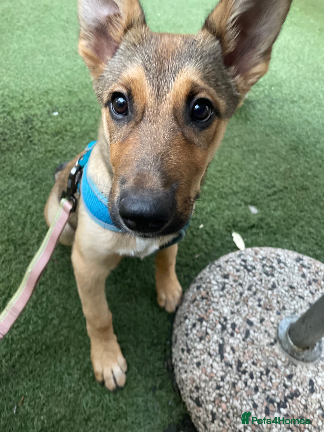 Mixed Breed dogs for sale: Belgian Malinois Puppy - Image 3