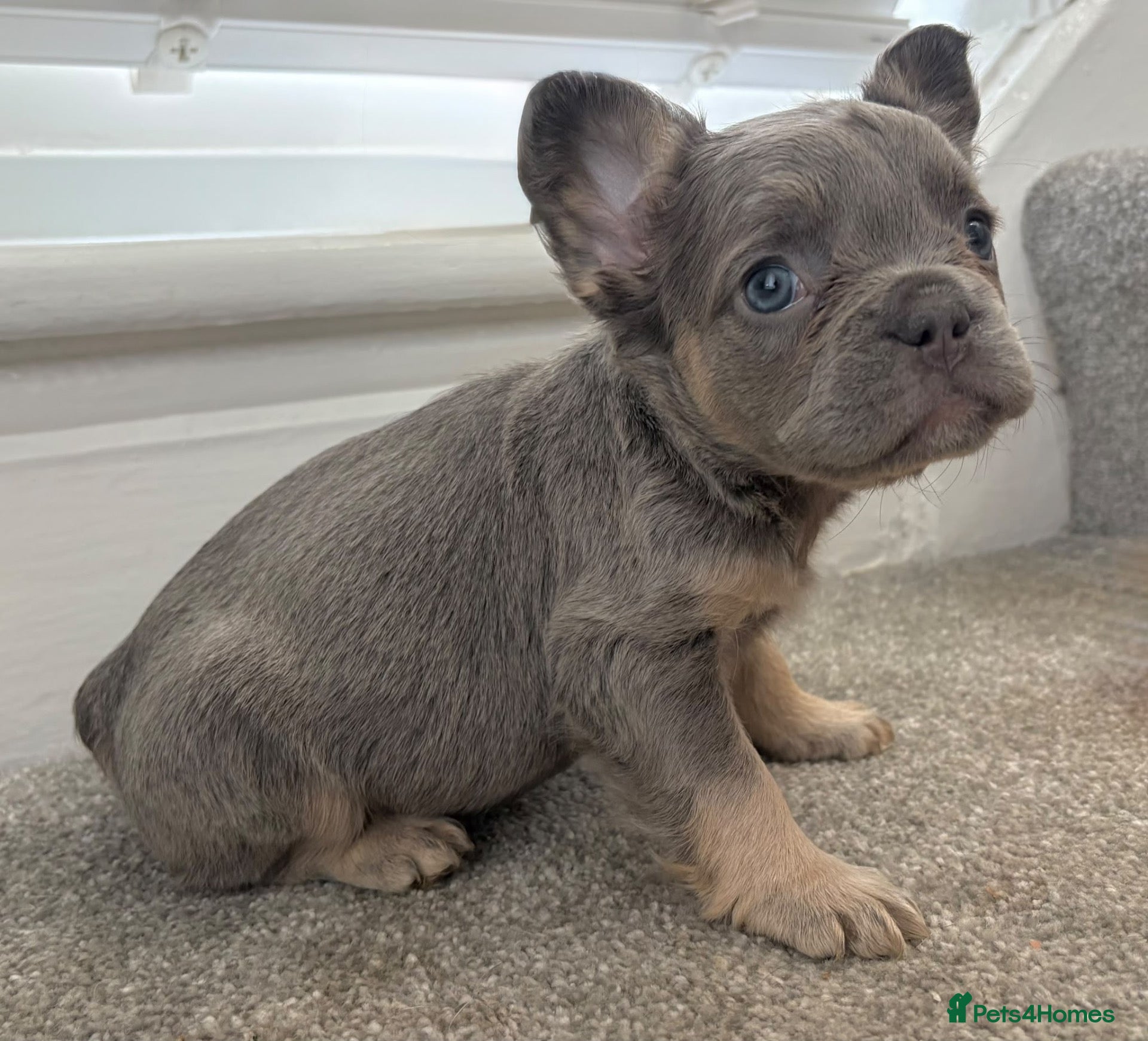 French Bulldog dogs 🎃🐾 FLUFFY FRENCH – READY 26TH OCTOBER! 🐾🎃 - Advert 2