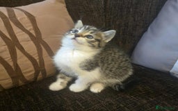 Maine Coon cats for sale: Adorable kittens mixed maine coon - Image 6